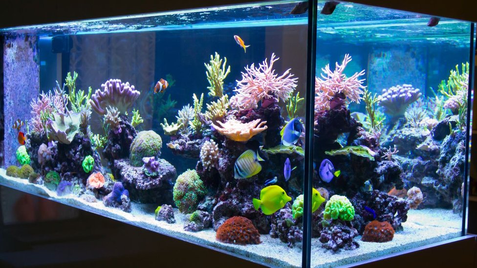 How Much Electricity Does a Fish Tank Use?