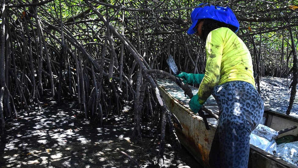 Brazil judge stymies plan to revoke mangrove protection