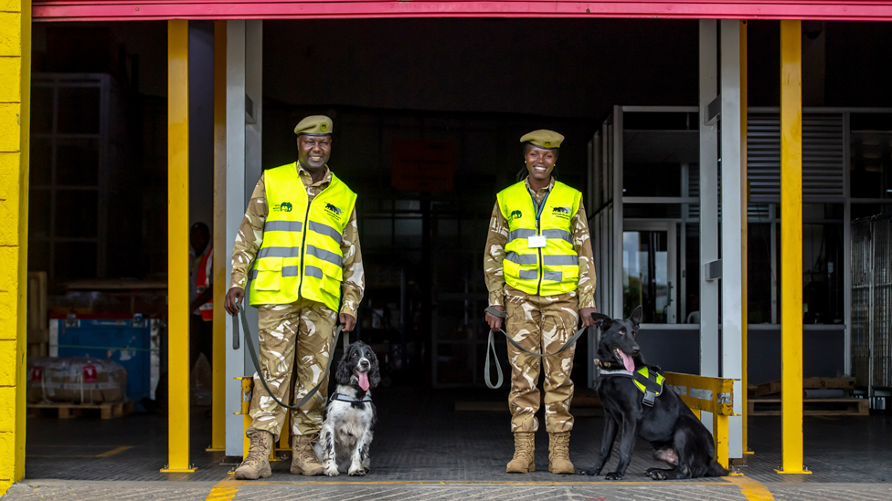 Два кинолога со своими собаками в международном аэропорту Джомо Кеньятта, за пределами склада DHL, в Найроби, Кения