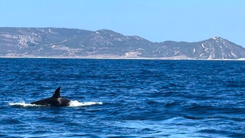 Iberijske orke love tune na jednom od najprometnijih plovnih puteva na svetu - u Gibraltarskom moreuzu