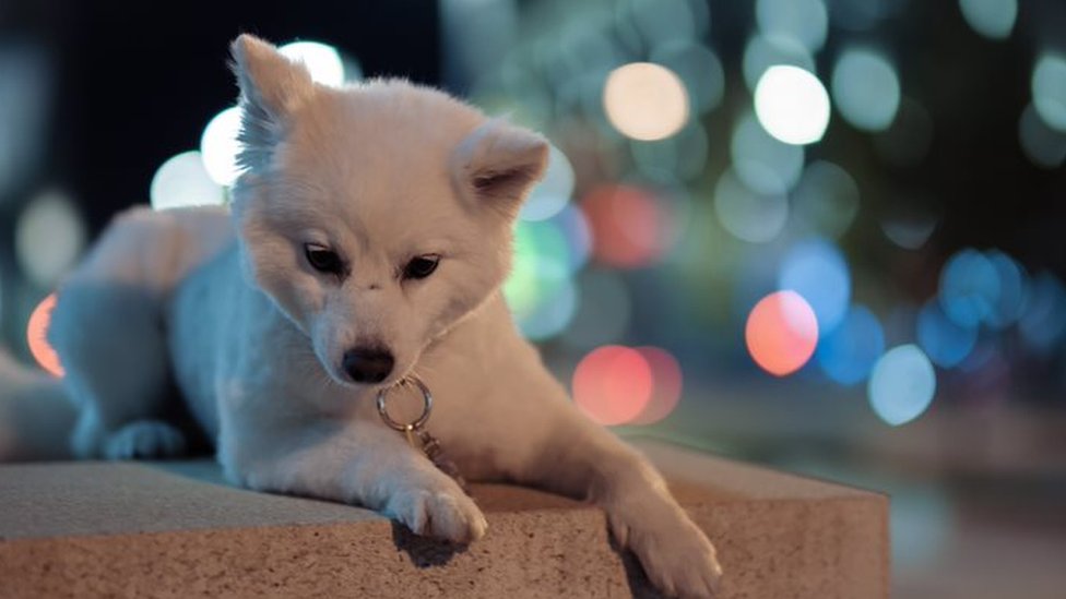 A Welsh corgi puppy