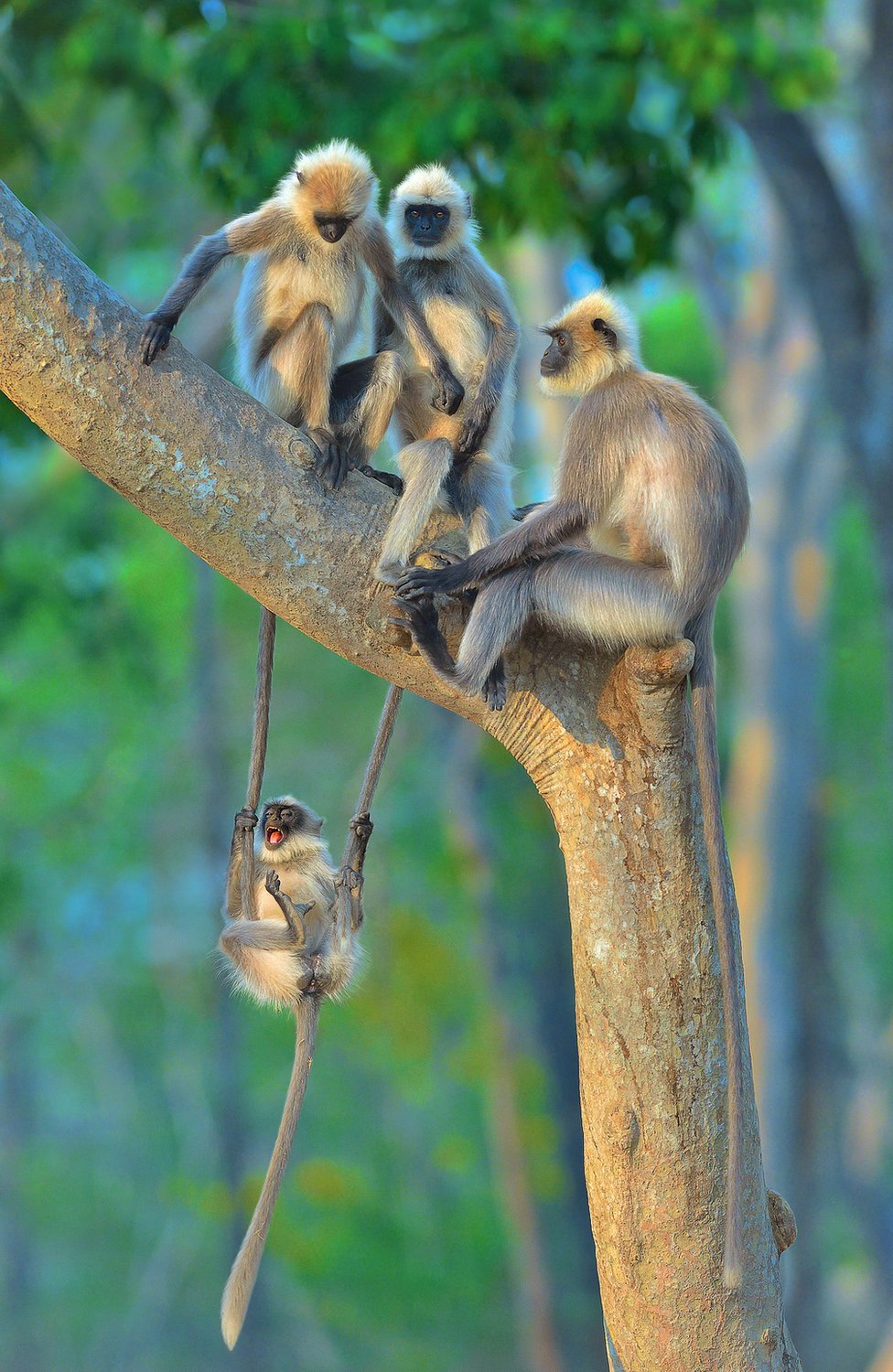 A monkey swinging on the tails of two other monkeys