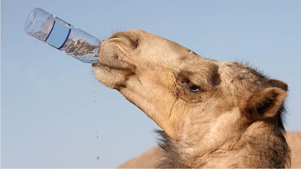 Camello tomando agua de una botella de plastico