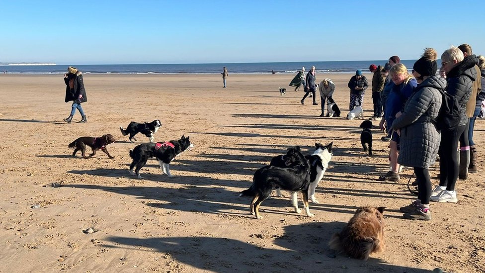 psi na plaži