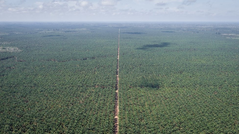 Aerial view of palm oil plantations in Indonesia