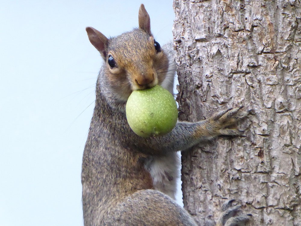 Squirrel with an apple