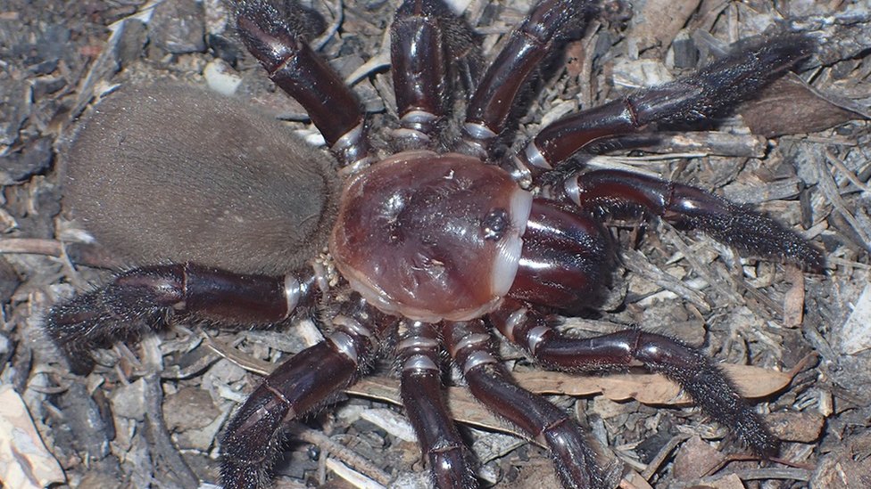 image of terrifying spider with dark red legs and furry back