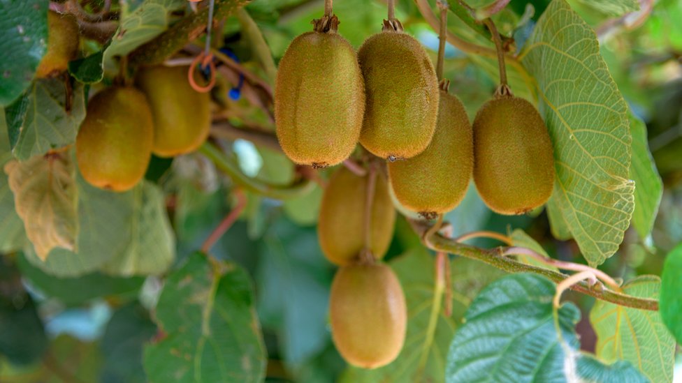 Kiwis