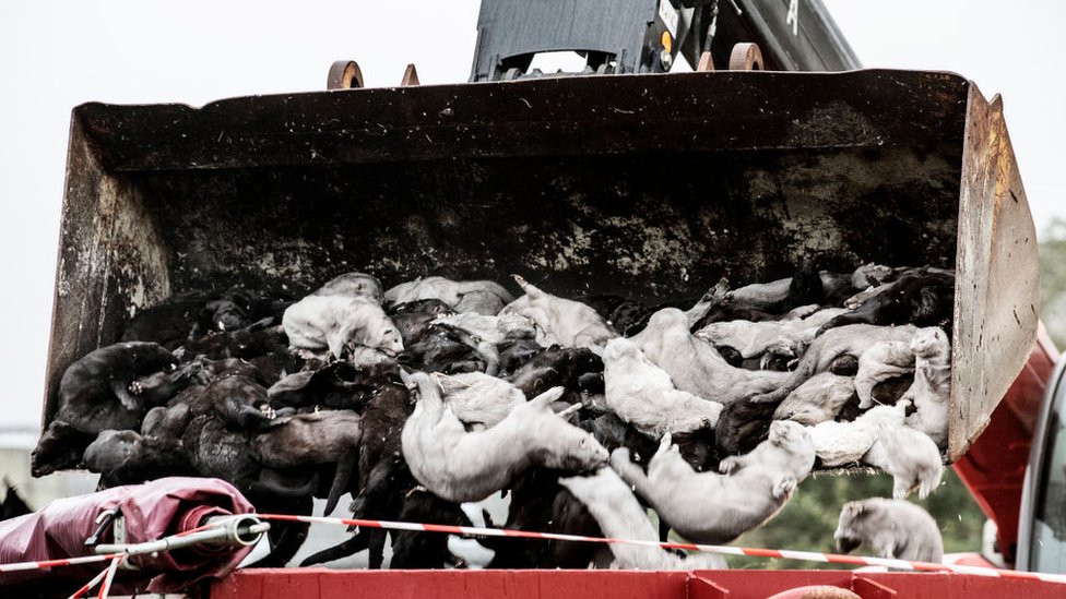 Mink culling, Denmark