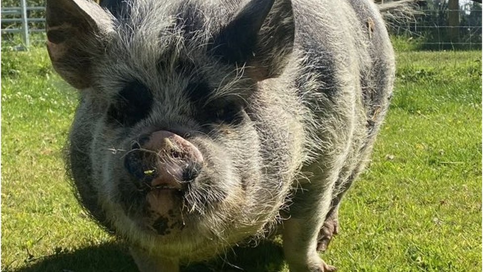 Pet Kunekune pig killed in Storridge in suspected meat heist
