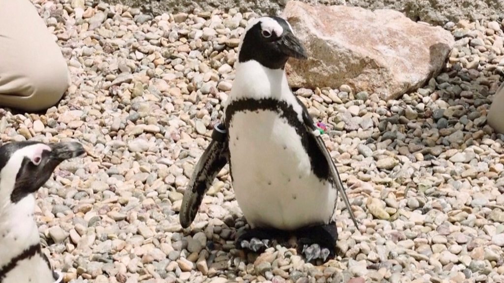 A penguin in California is getting new orthopaedic boots