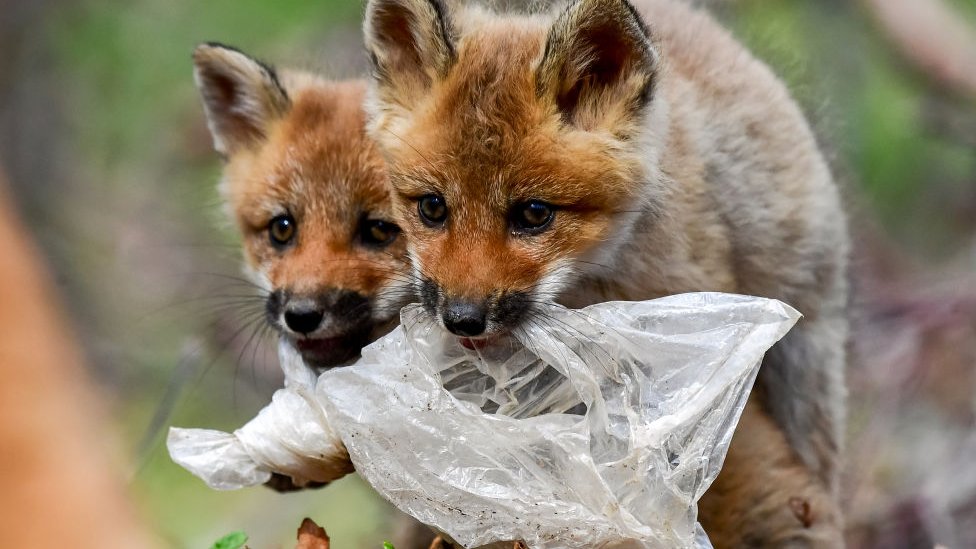 Rusya'da plastik poşet yiyen tilkiler