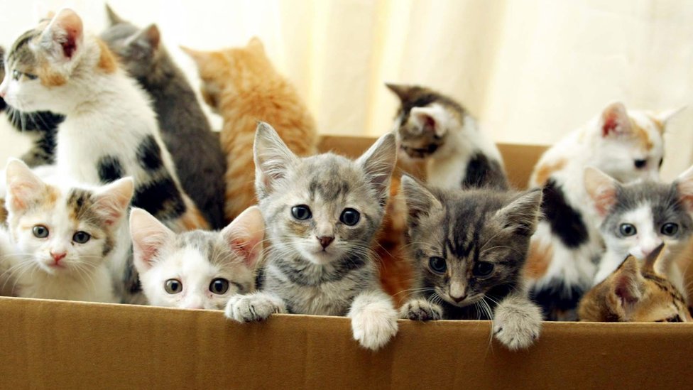 Ящик с брошенными котятами