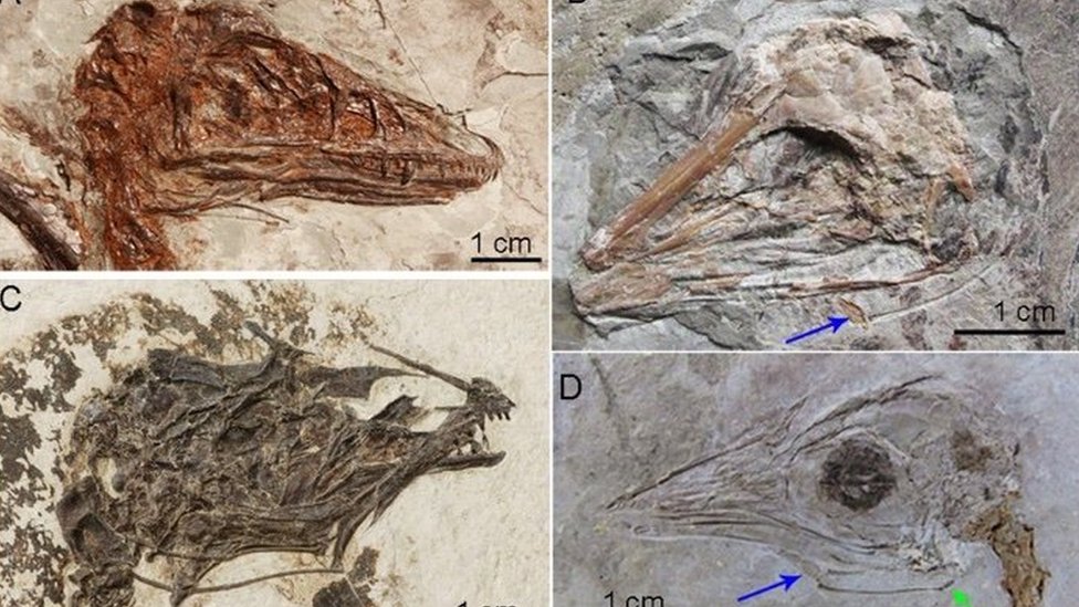 Huesos hioides en distintos fósiles