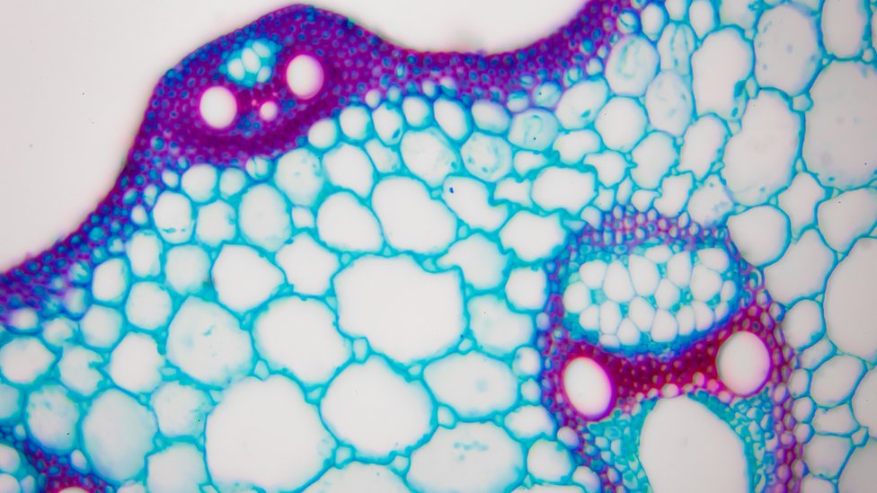 Imagen microscópica de células madre.
