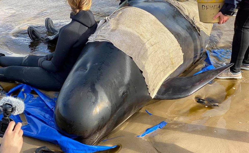 Rescuers help a whale stranded in shallow surf