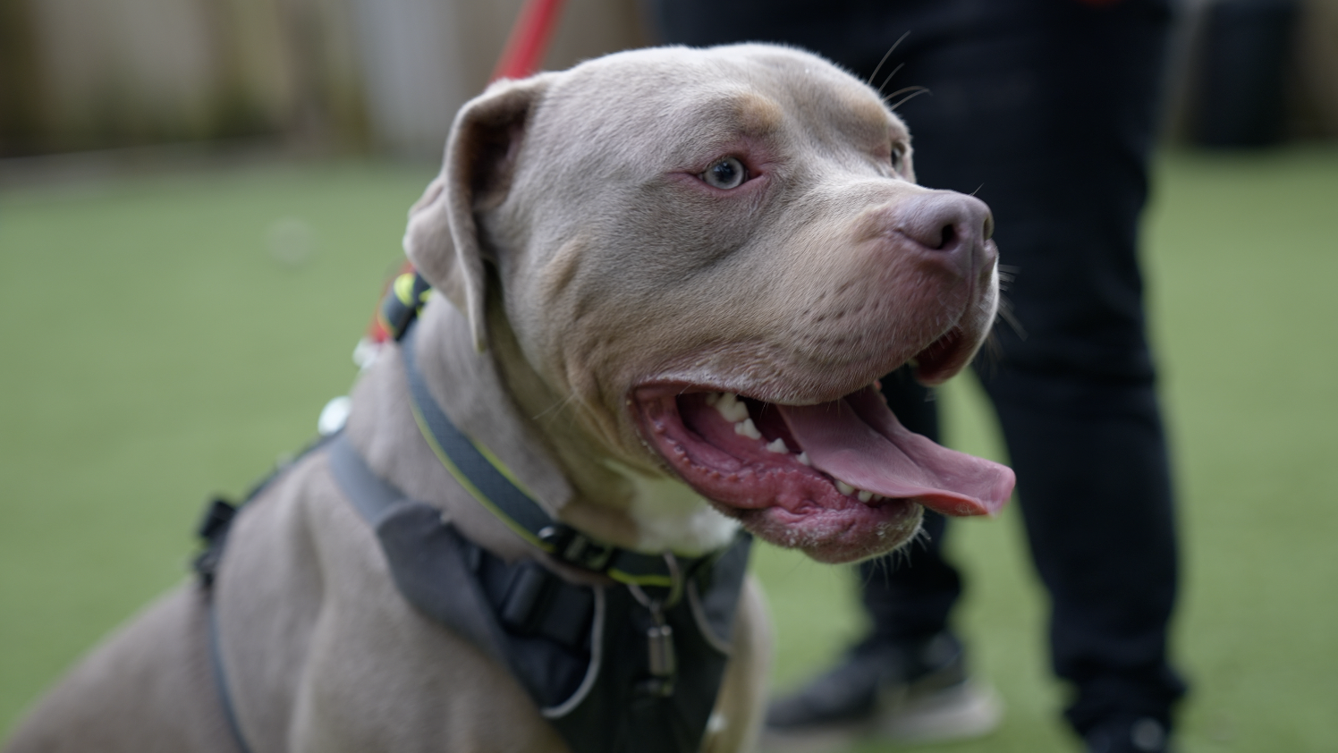 Why is the UK banning American XL Bully dogs? - BBC News