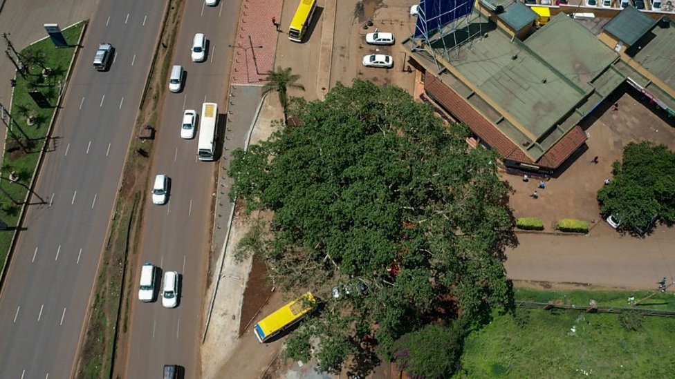 An aerial view of the fig tree, Nairobi, Kenya - October 2020