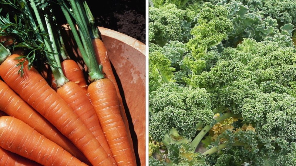 Carrots and kale