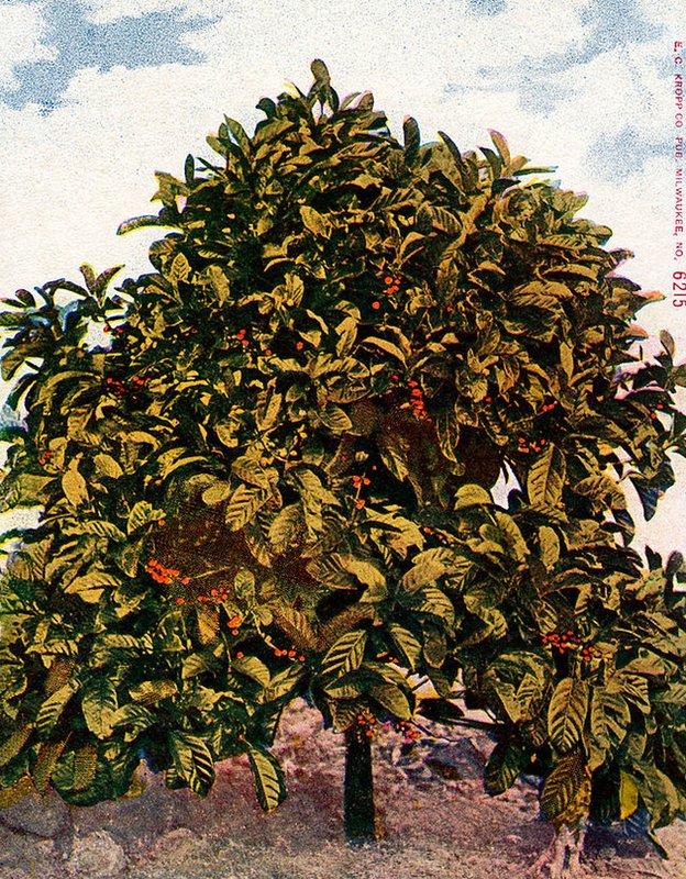 El café era símbolo del potencial de Liberia. Planta de café pintada en la carátula de una revista estadounidense de la época