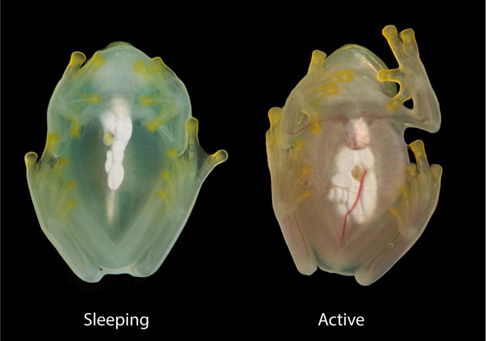 Žaba ima različite nivoe crvenih krvnih zrnaca koji cirkulišu kada spava i kada je aktivna
