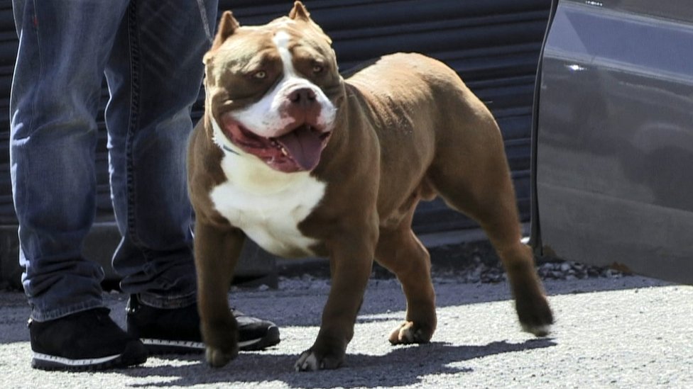 Why is the UK banning American XL Bully dogs? - BBC News