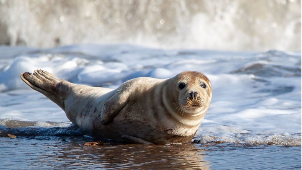 Covid: Woman discovers 'thrill' of wildlife photography in lockdown