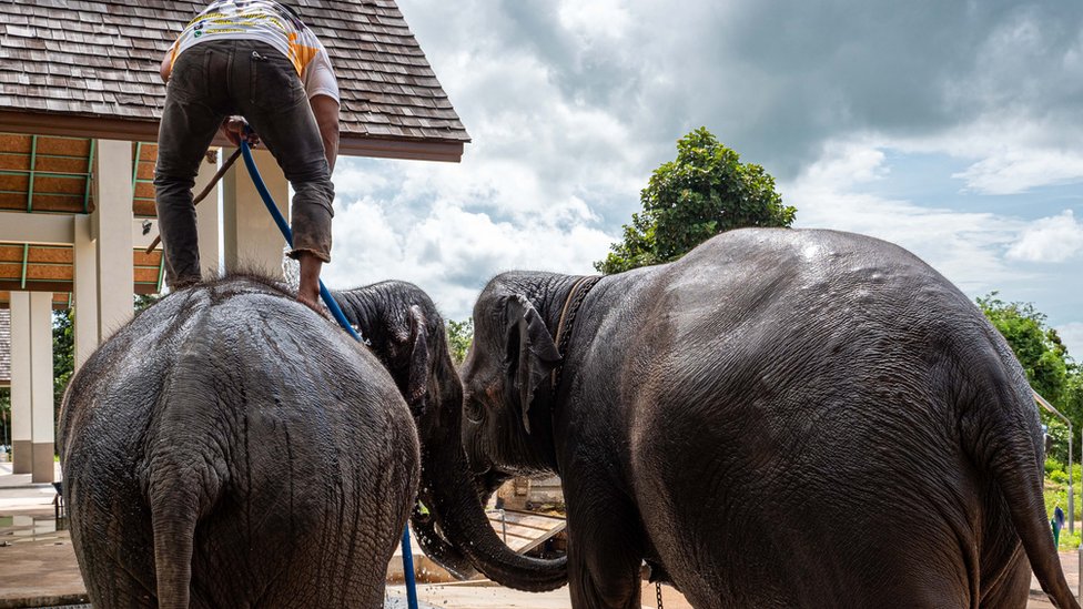 Um homem lavando elefantes em Surin