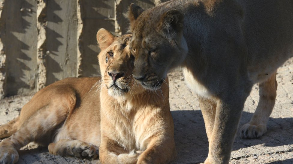Файловое изображение львов в зоопарке Мадрида