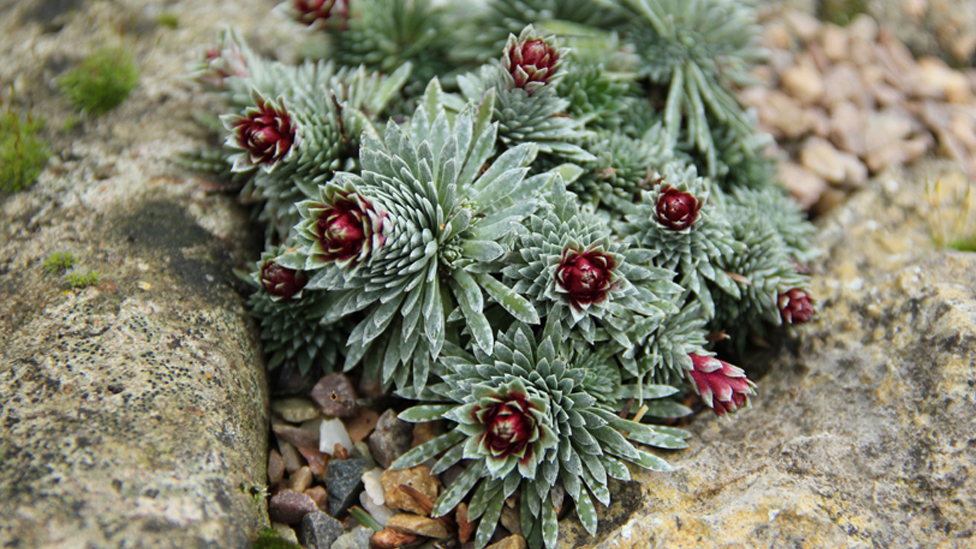 Saxifraga sempervivum