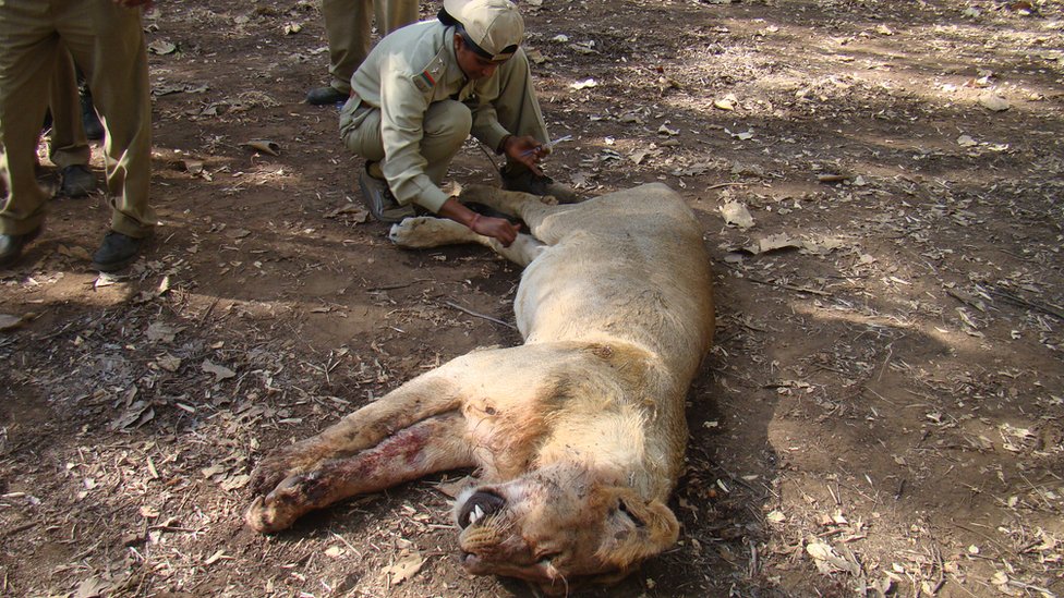 Расила Вадхер лечит льва