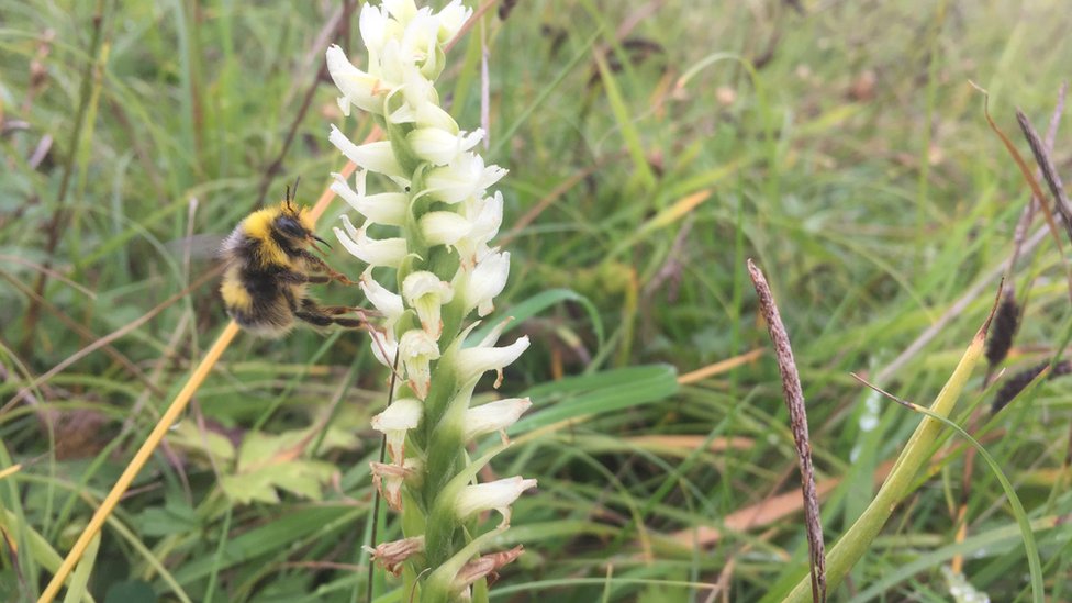 Пчела на одной из орхидей Irish Lady's Tresses, найденной в Баллимене