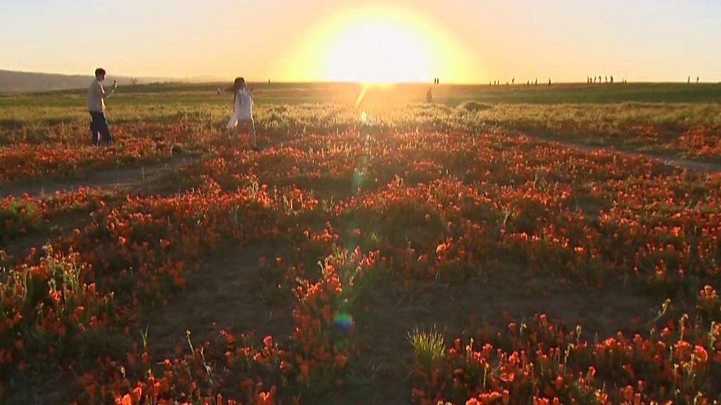 Rare California poppy superbloom thrills crowds