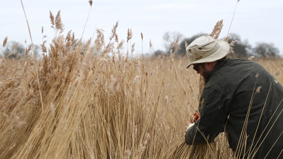 Norfolk Broads reed cutters keep ancient craft alive - BBC News