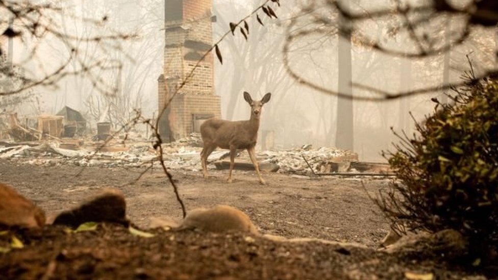 Seekor rusa di daerah pemukiman yang rusak karena kebakaran di Paradise.