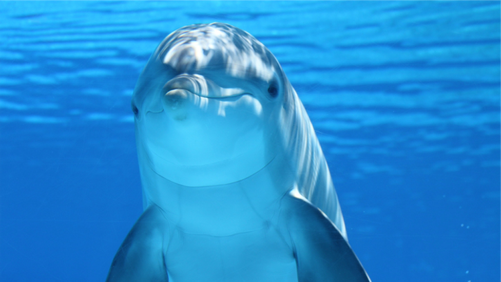 海豚在打鬧玩耍時似乎會發出快樂的聲音，這表明它們的打鬧對周圍的其他物種沒有威脅。