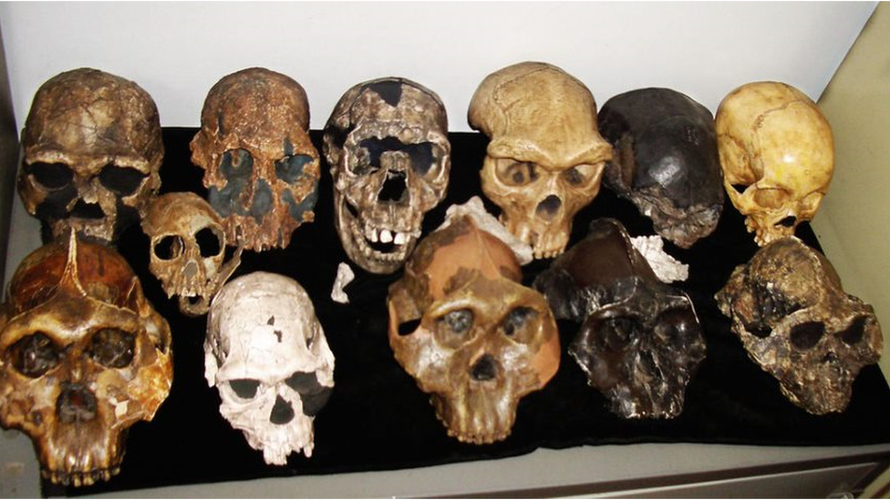 A collection of skulls in a museum