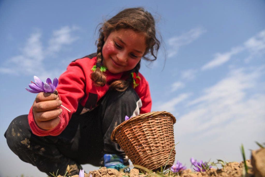 فتاة تمسك نبات الزعفران في كشمير