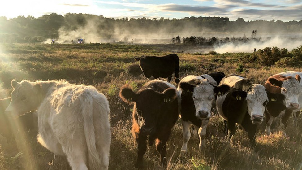 Коровы на фоне пылающей пустоши