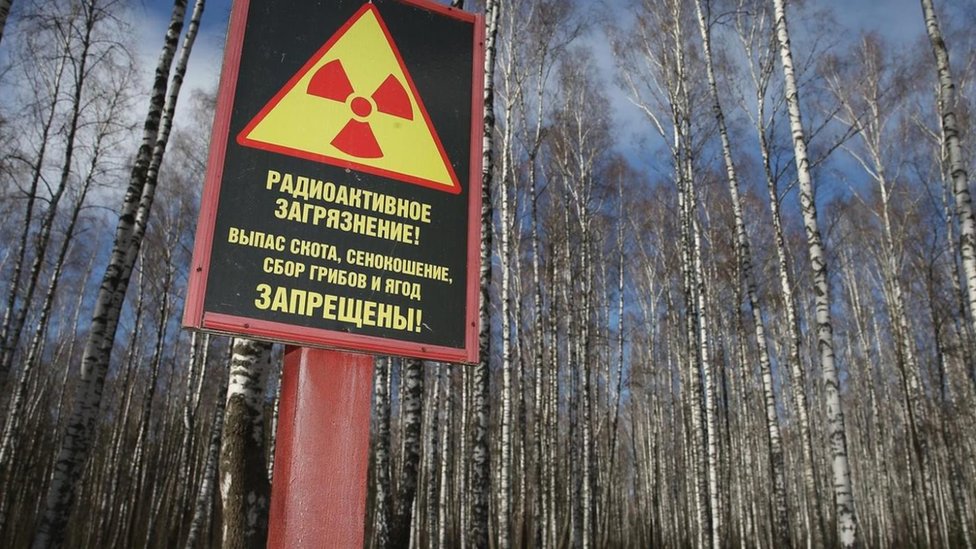 Bencana Chernobyl: Mengapa Tumbuhan Tahan Terhadap Radiasi 