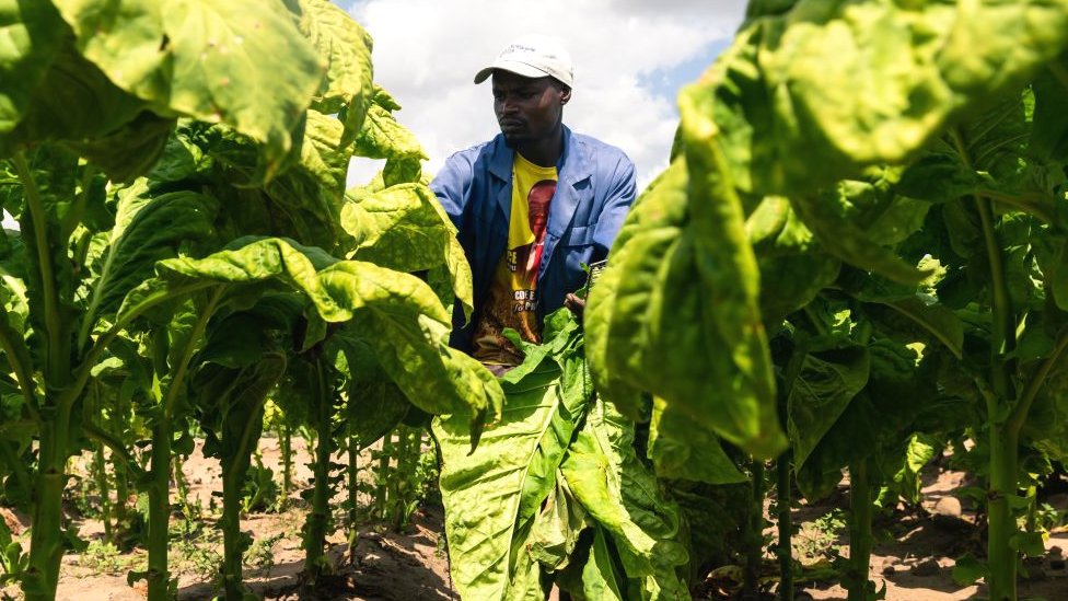 Un trabajador de una granja de tabaco en Zimbabwe viste una camiseta con el rostro del presidente de Zimbabwe, Emmerson Mnangagwa