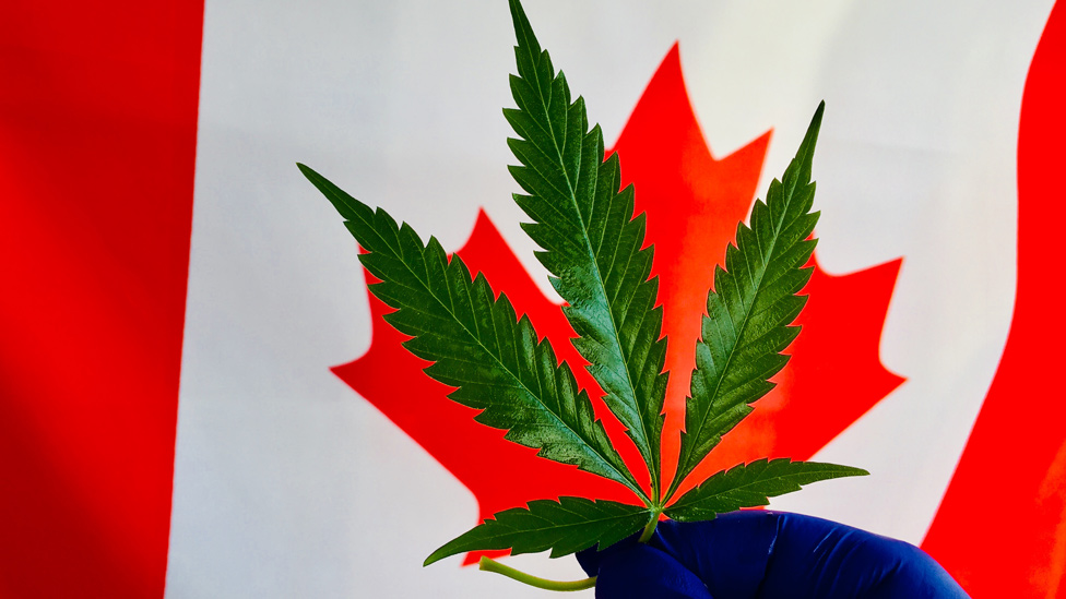 Planta de marihuana frente a la bandera de Canadá