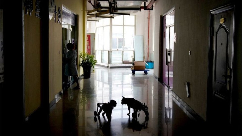 Una de las ventajas que ofrece la acupuntura en animales es que puede emplearse en aquellos que no pueden tomar medicinas por problemas renales o hepáticos. Clínica