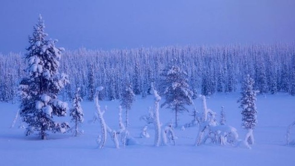 Paisaje de un bosque nevado en Finlandia.