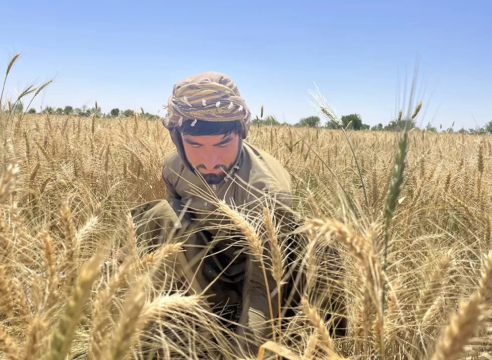 Niamatullah cosechando trigo