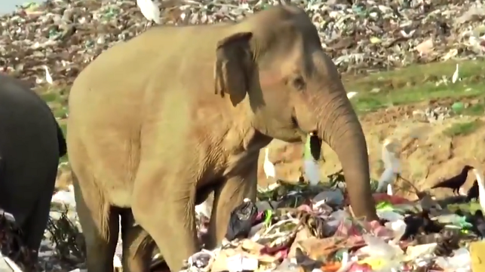 An elephant rummaging around for food at a landfill site
