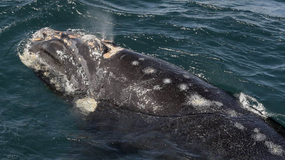 Вид на множественные травмы теленка южного кита, укушенного водорослевыми чайками, в патагонской провинции Чубут, Аргентина, 2 октября 2015 г.