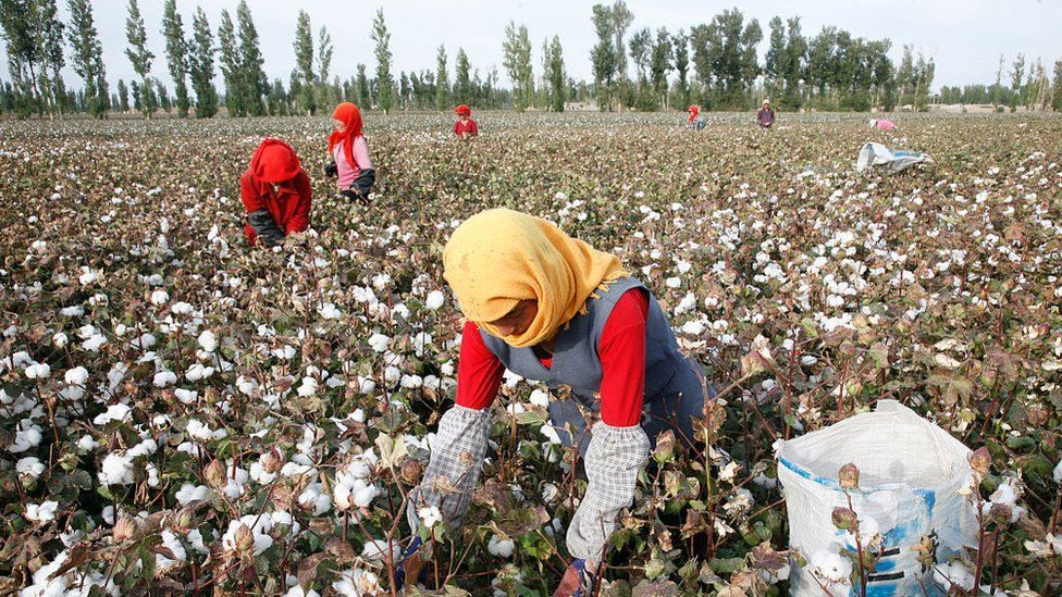 媒體報道稱，維吾爾人被迫採摘供應全球市場的棉花。