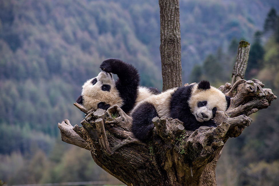 تستريح أشبال الباندا العملاقة في شجرة في مركز شينشوبينغ لحماية الباندا العملاقة، في مقاطعة سيتشوان الصينية، في 2 أبريل/نيسان 2022