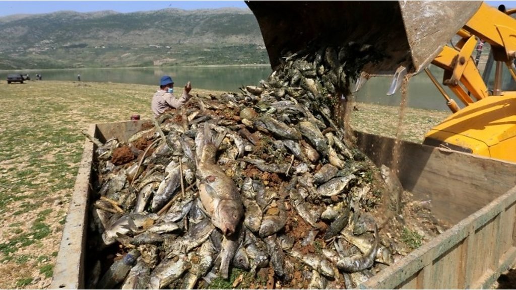 Mystery of why thousands of fish have died in Lebanese lake